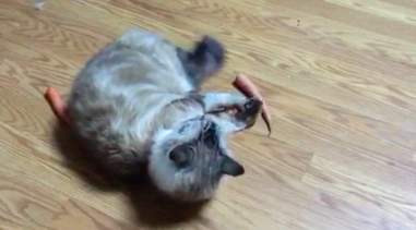 cat playing with a carrot