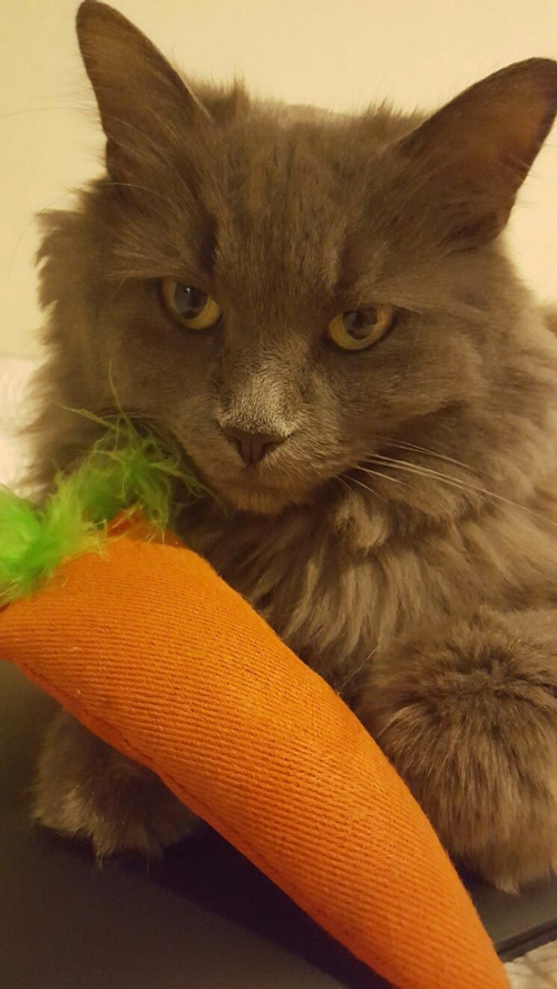 cat vs carrot toy